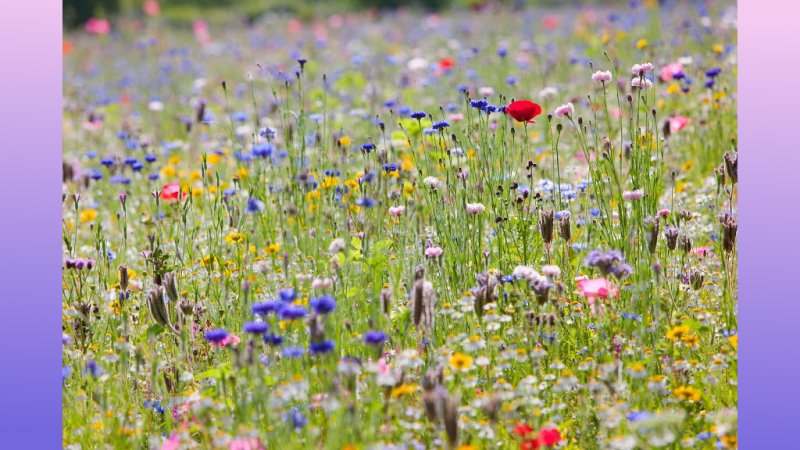 No Mow May: A Pause or a Step Forward for Biodiversity in the UK?